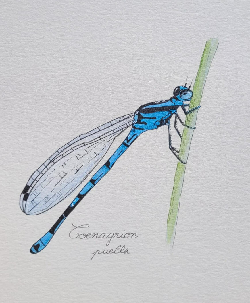 Coenagrion puella